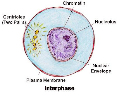 Bach: Chapter 12: The Cell Cycle