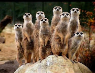 Suricates