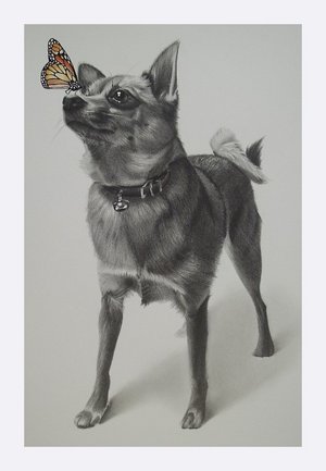 [dog+pencil+sketches+wallpapers.jpg]