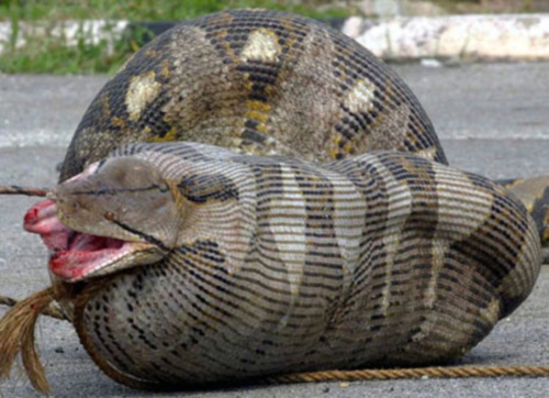 New: Anaconda Snake