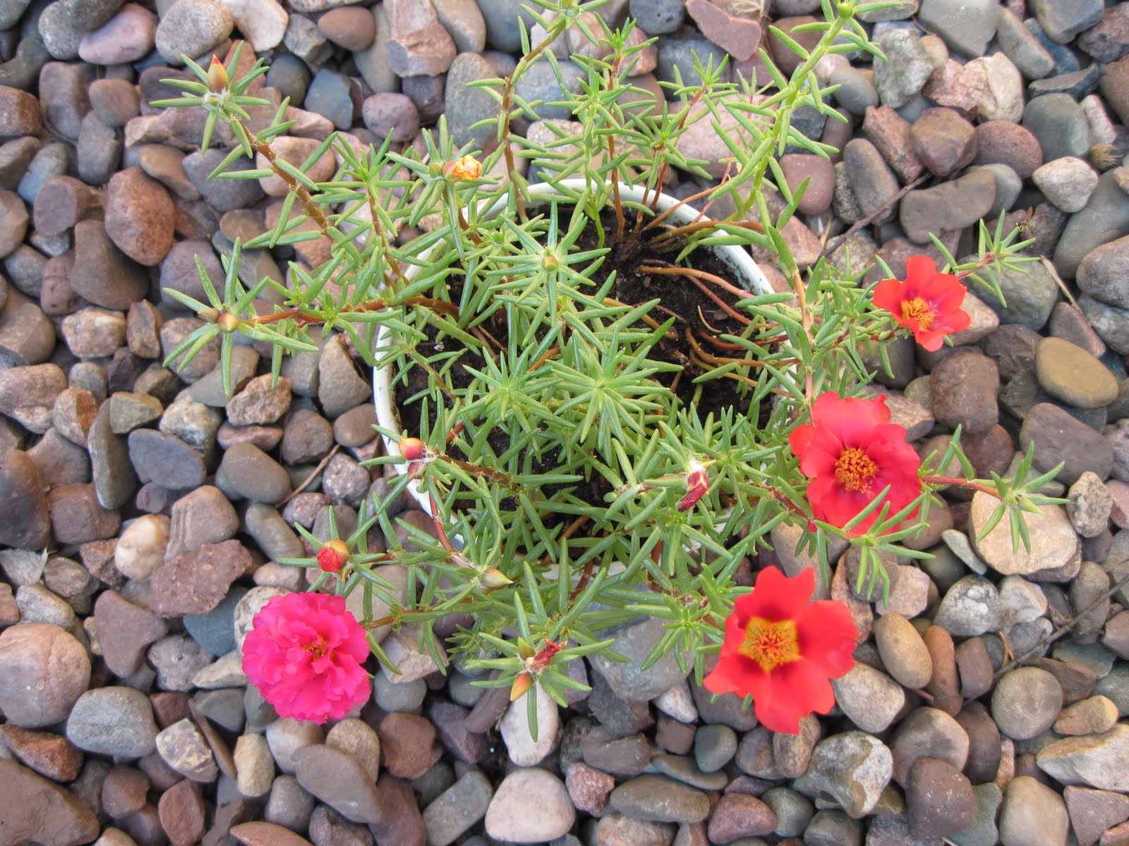 Life on the Exceptional Side Moss Rose Children