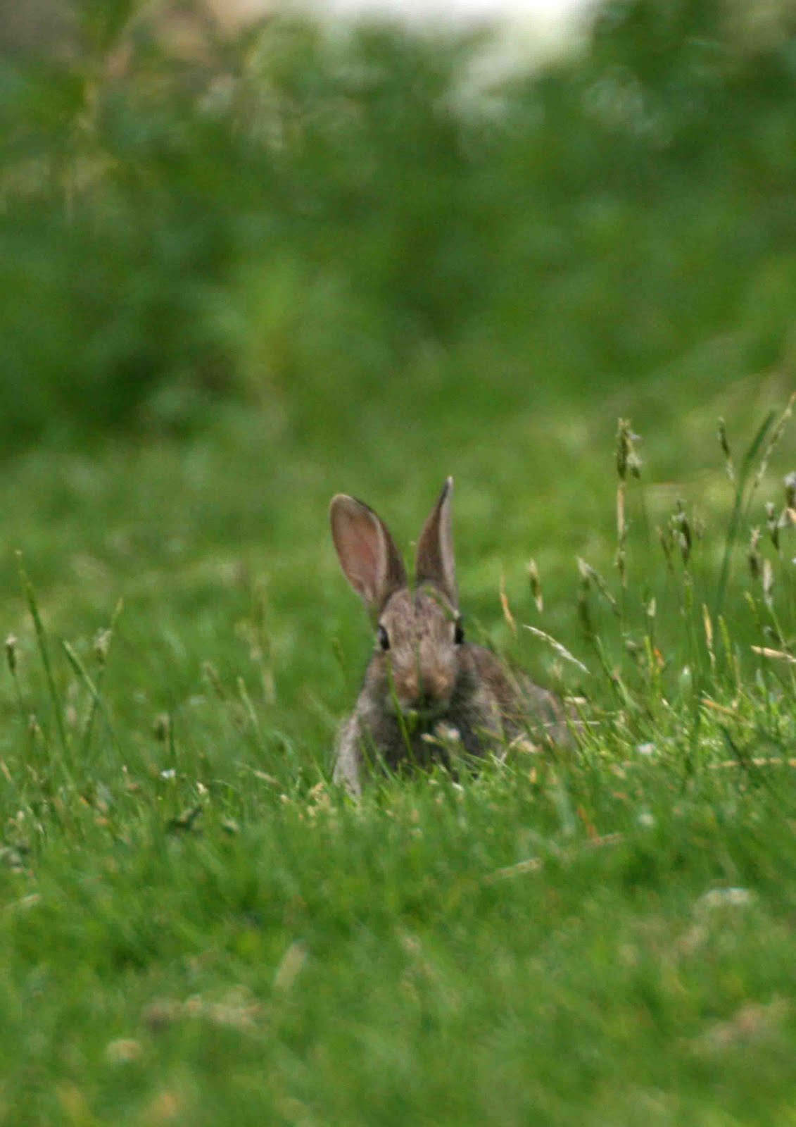Wild Warwickshire: Rabbits
