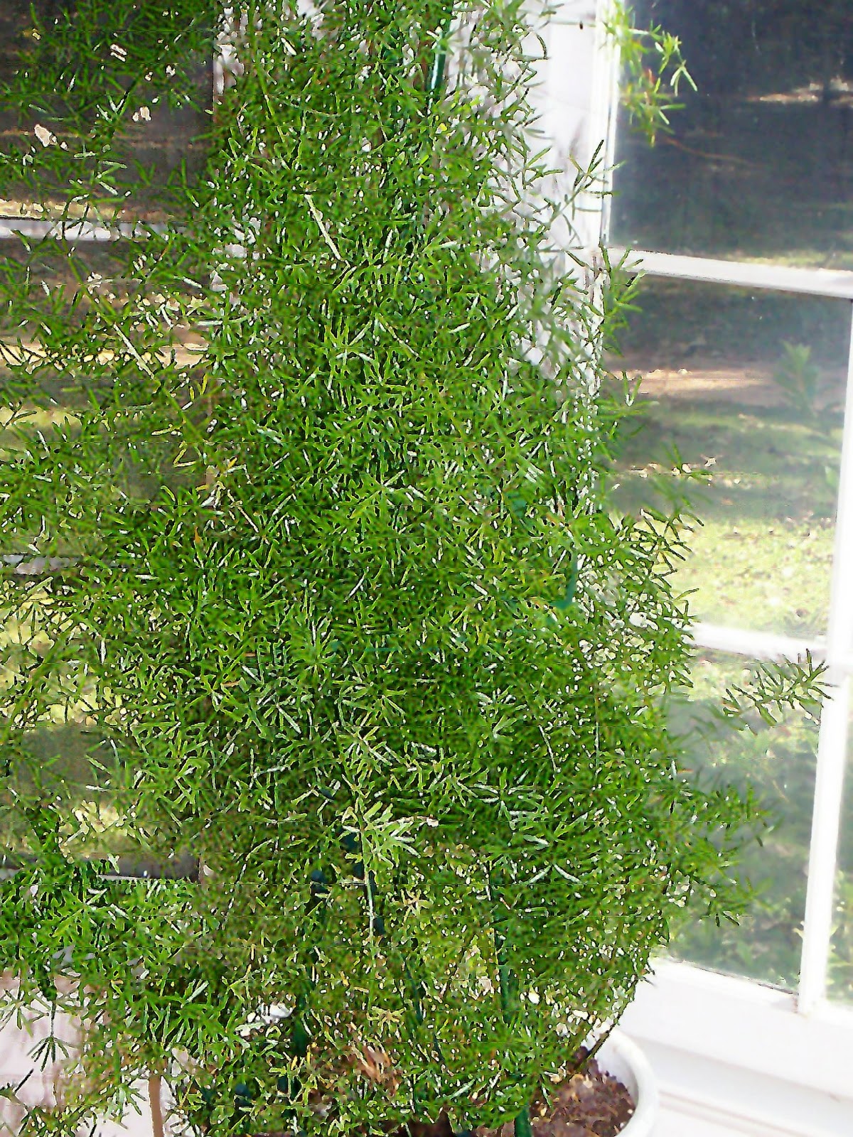 A Garden in Southwest Asparagus Fern