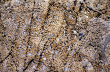 Textura de roca costera