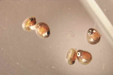 red zebra cichlid female carrying fry died suddenly red zebra cichlid female carrying fry died suddenly