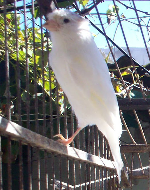 macho blanco dominante, copetón