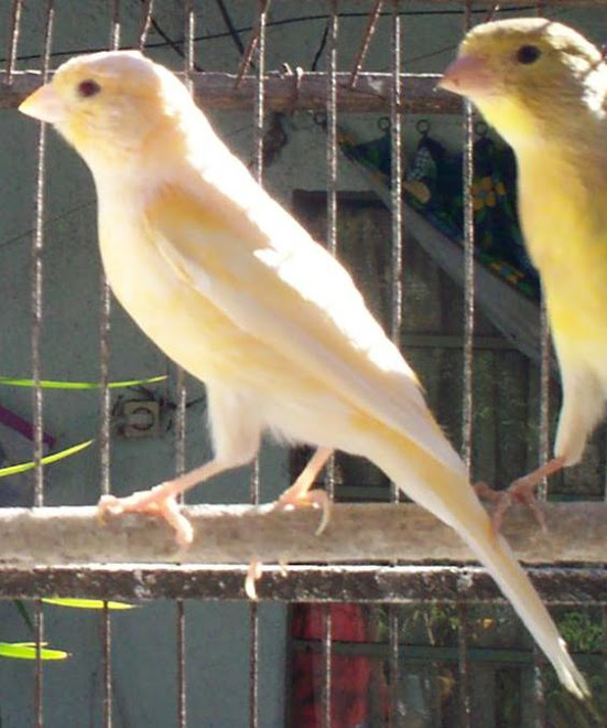 hembra rosa y una canela amarilla