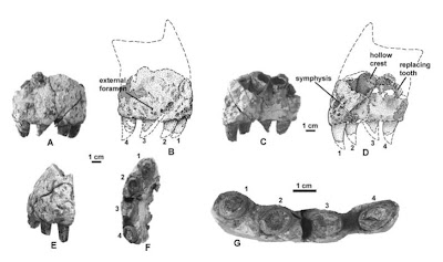 pan-Aves: Rahiolisaurus gujaratensis gen. et sp. nov., (snad) nový ...