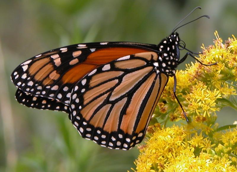 Pensamientos de un Carábido: Suelta de mariposas en bodas