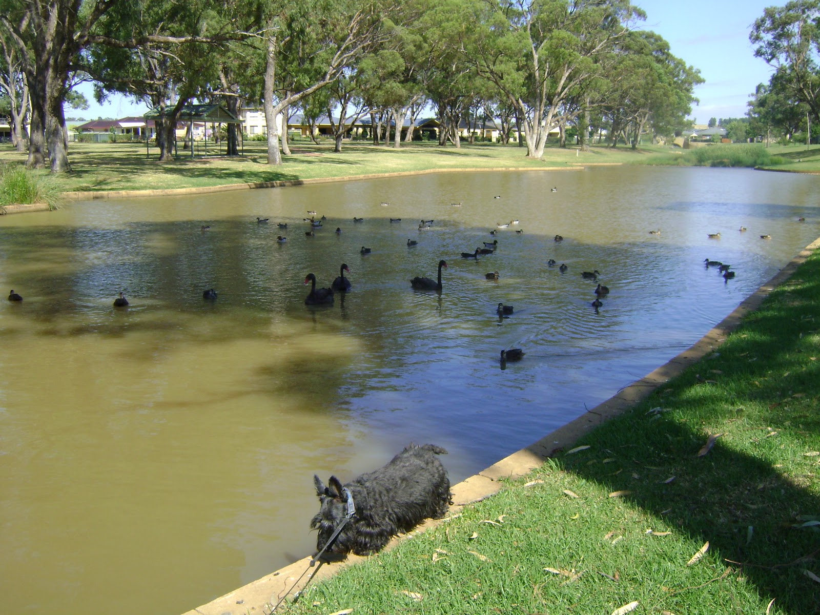 Feeding Ducks