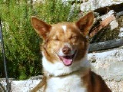 Curisco, o cão Barrosão!