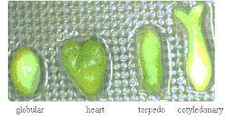 ETAPAS DE DESARROLLO MORFOLÓGICO DE EMBRIONES SOMÁTICOS DE ALFALFA (Medicago sativa)