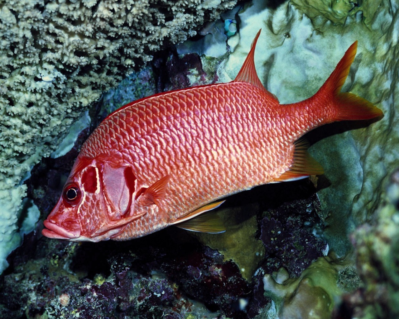 INDIA 365: Download under sea Animal wallpapers Part 1