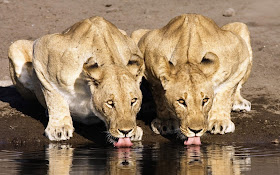 High Definition Photo And Wallpapers: pictures of animals,free high