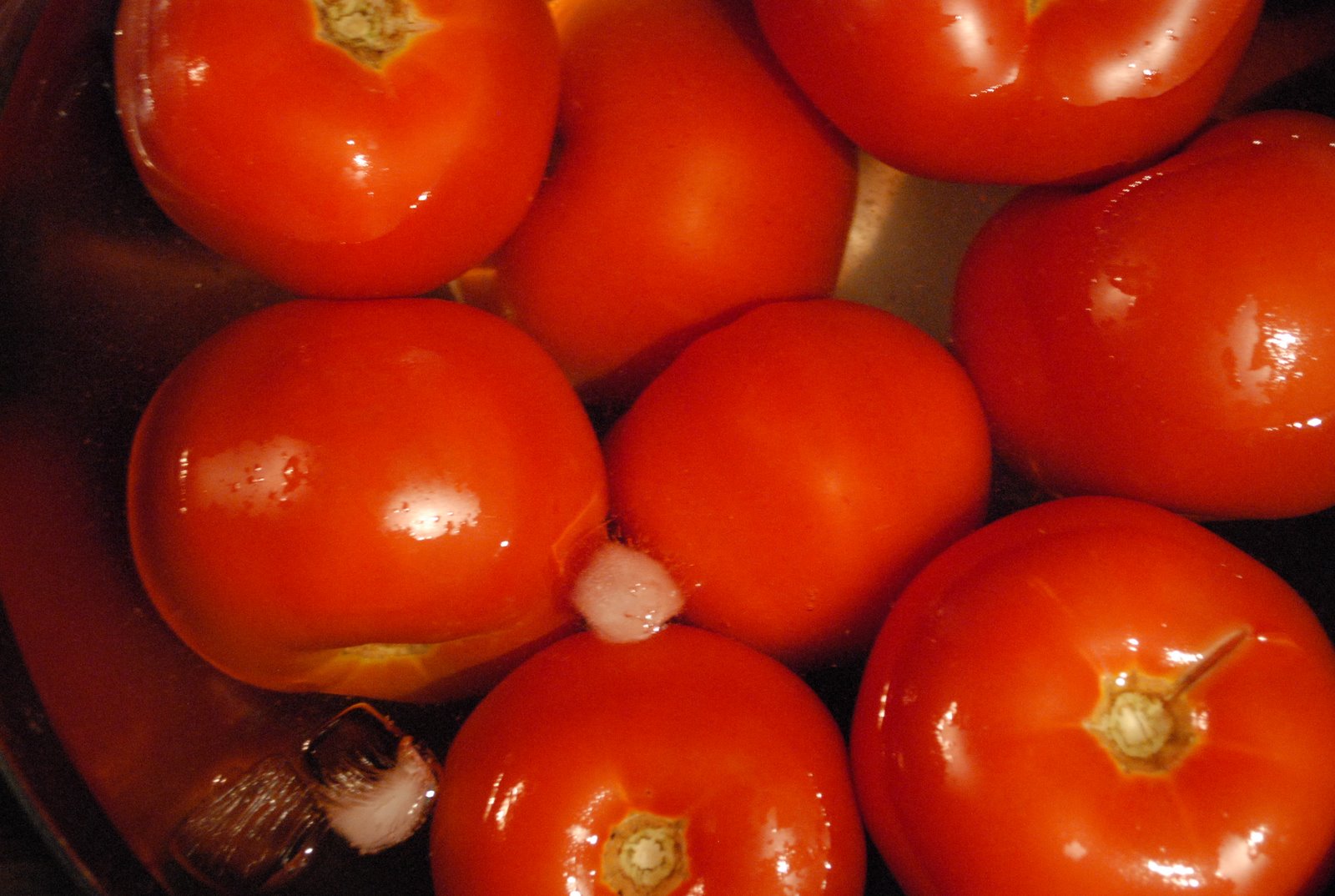 [tomatoes+004.JPG]