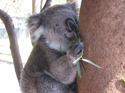 Koala @ Koala Hospital