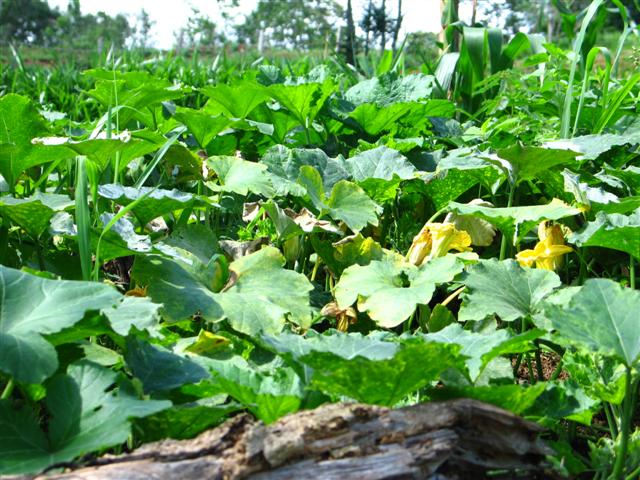 [FlorAbobora+027+(Small).jpg]