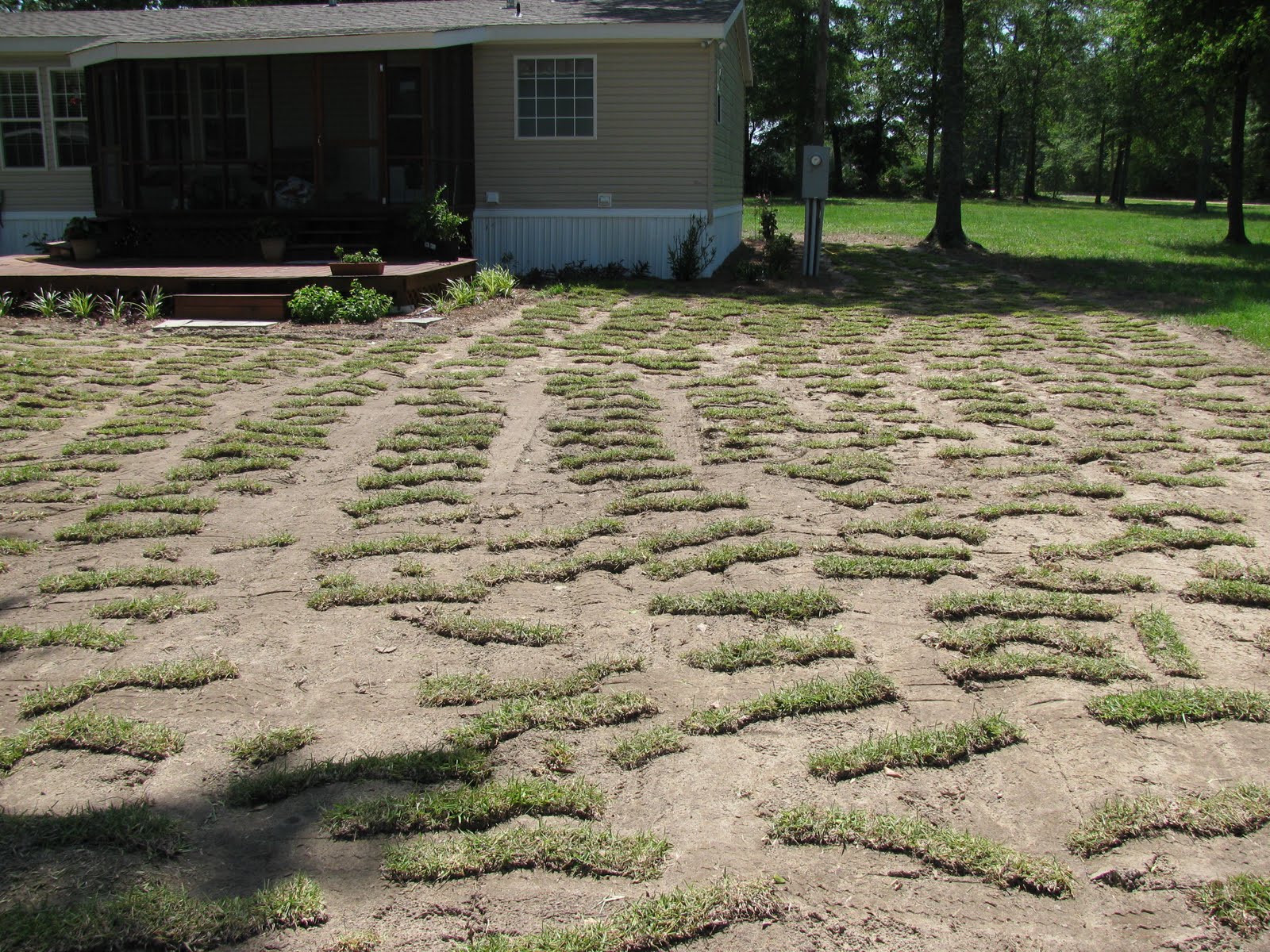 Our Family is Raised on Love Laying Sod