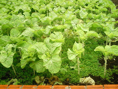Agricultura urbana ajuda segurança alimentar