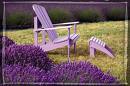 [lavender_chair.jpg]