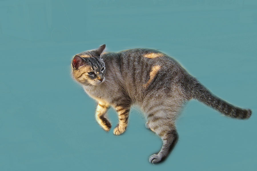 Bob Dein's Photography Blog Kangaroo Cat (168)