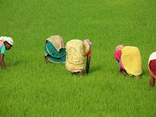 Women working in rice fields