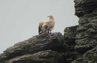 Egyptian Vulture