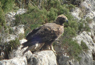 A bird with habit.