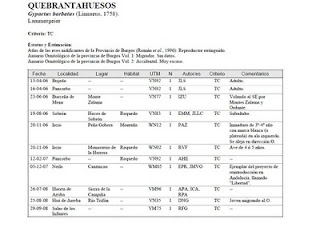 Egyptian Vultures and Lammergeier