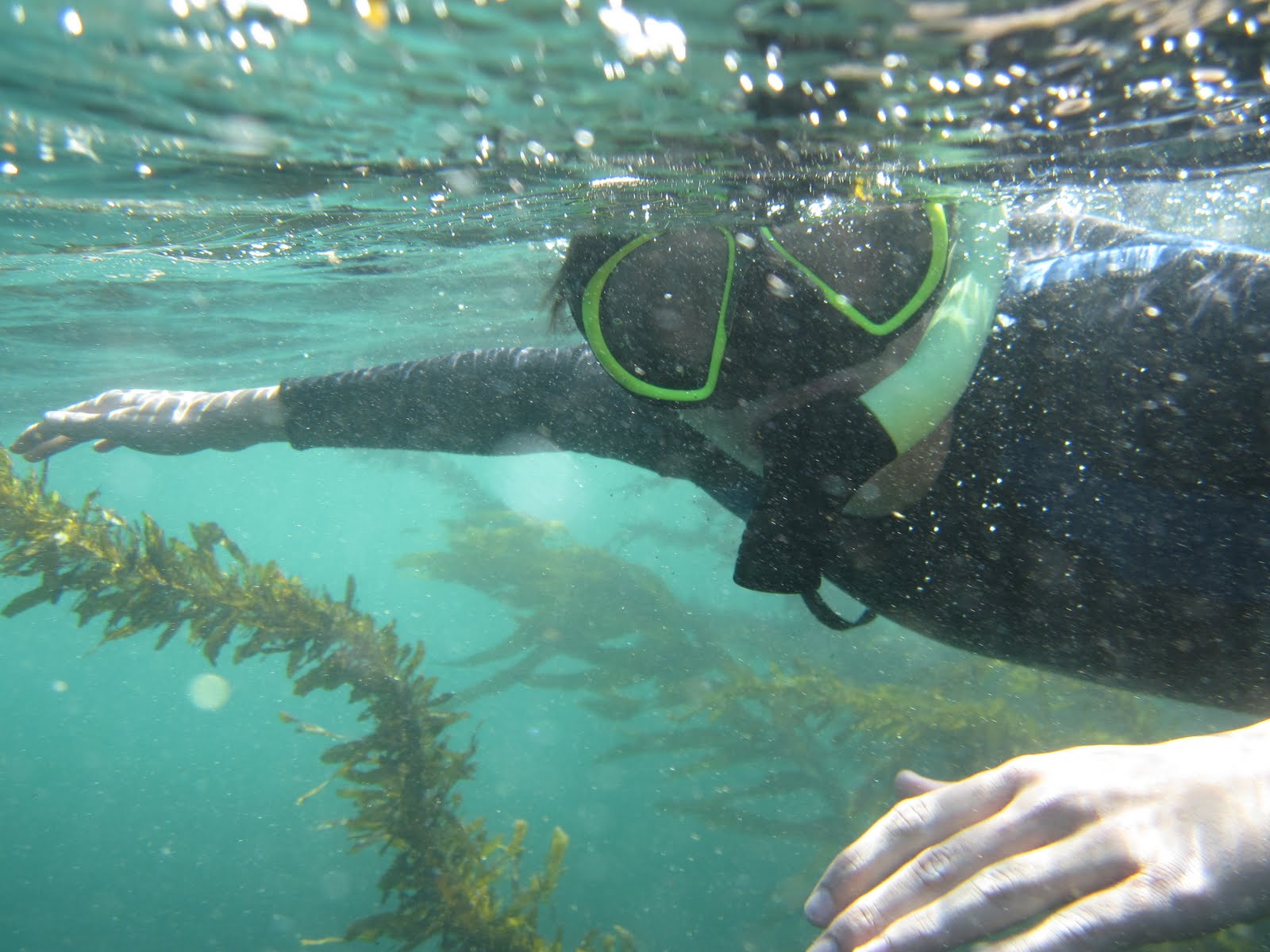 Happy Trails Snorkeling at Laguna Beach