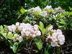 Mountain laurel