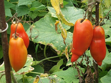 LES  DERNIERES DE LA SAISON.