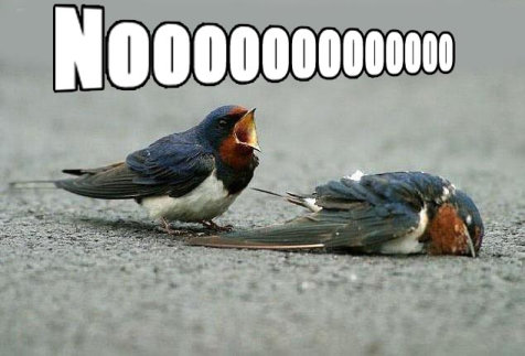 noooo_birds.jpg