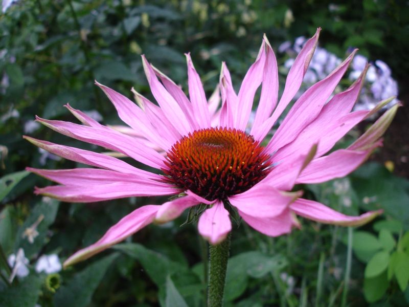 Echinacea, vitamin C help common cold?