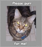 please purr for me