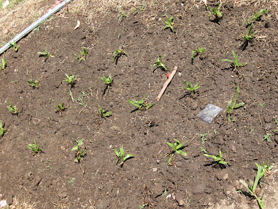 Jardines EEMN2: Practico Césped