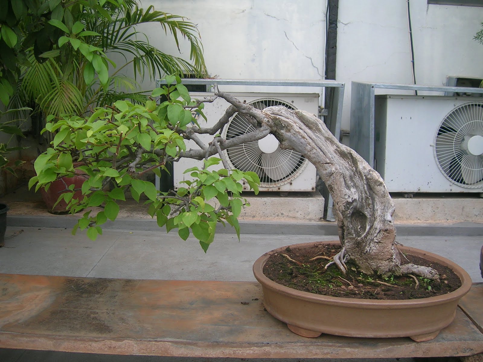 Bodhi Bonsai, Chennai, India Bougainvillea Bonsai
