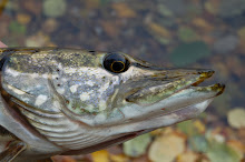 Esox Lucius.