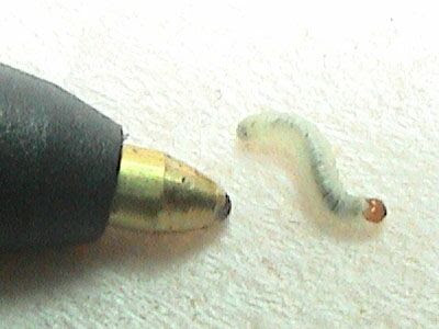 Mango Bot Fly Mango Fly Larvae Removal , Outbreak of Tumbu Fly Infestation – PFLM
