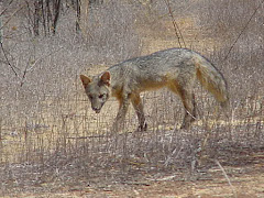 A raposa na caatinga