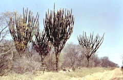 A paisagem típica do sertão