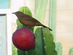 A pega fêmea da caatinga