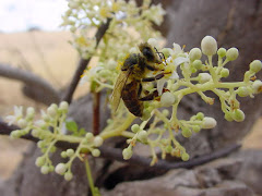 Abelha na flor do imbuzeiro