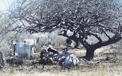 Os bovinos na sombra do imbuzeiro