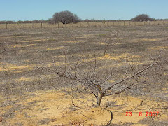 Planta de imbuzeiro com sete anos