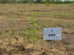 Imbuzeiro com 1 ano na caatinga