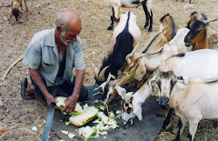 Alimentando os animais com coroa-de-frade