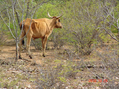 Folhas e brotos novos para os animais da caatinga