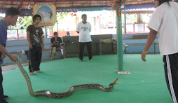 Thai Snake Farm