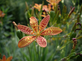 Backyard Lilies